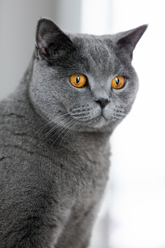 british shorthair silver shaded