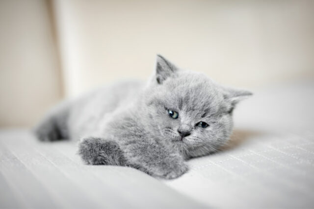 British Shorthair Chinchilla (2022) | 13 Things You Neeed to Know About ...