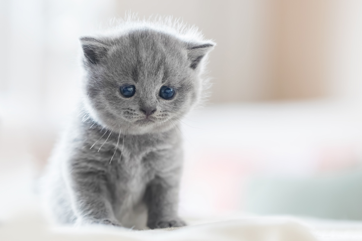 Short haired cheap chinchilla cat