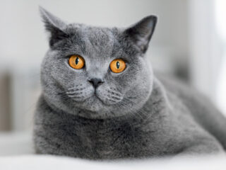 Yellow-eyed British short hair Chinchilla cat up close.