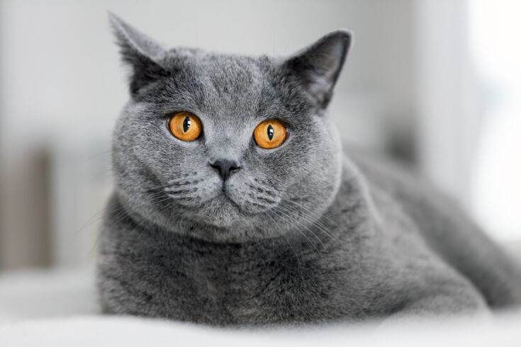 British Shorthair Chinchilla (2022) | 13 Things You Neeed to Know About ...