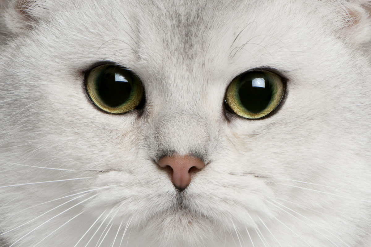 british shorthair silver shaded