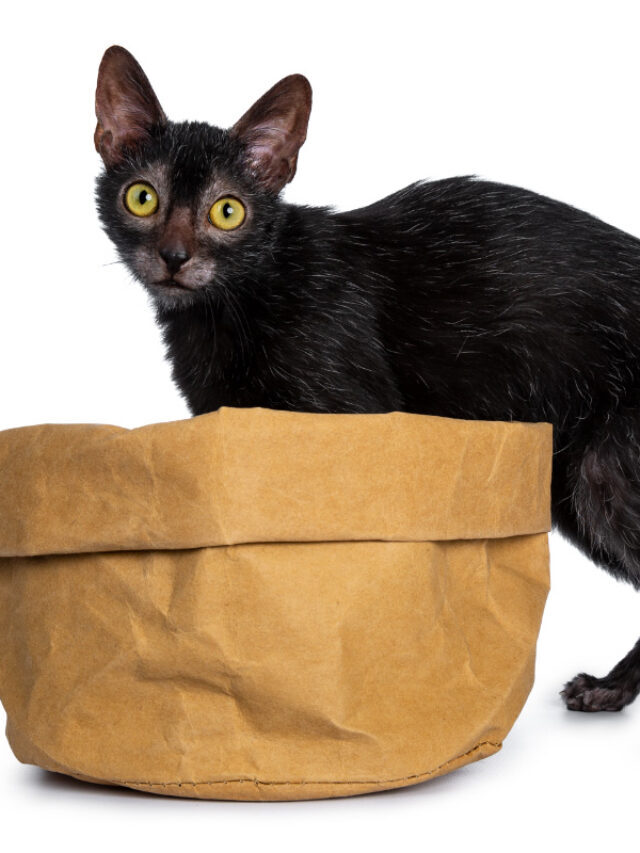 Lykoi Cat  Story