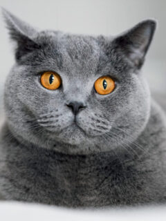 Yellow-eyed British short hair Chinchilla cat up close.