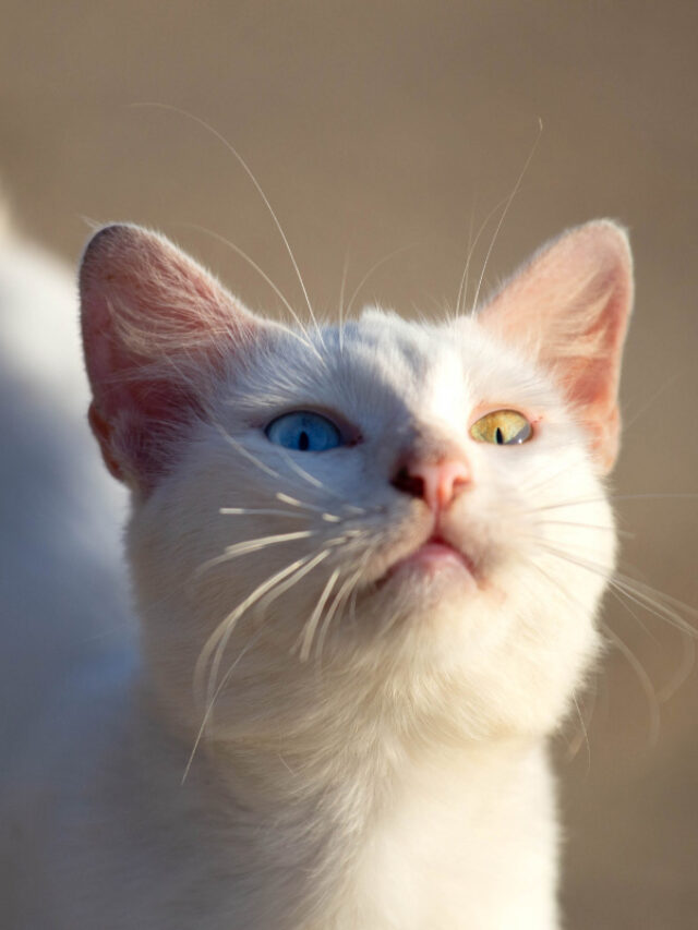 Why is My Cat Farting so Much? 7 Reasons Story The Discerning Cat