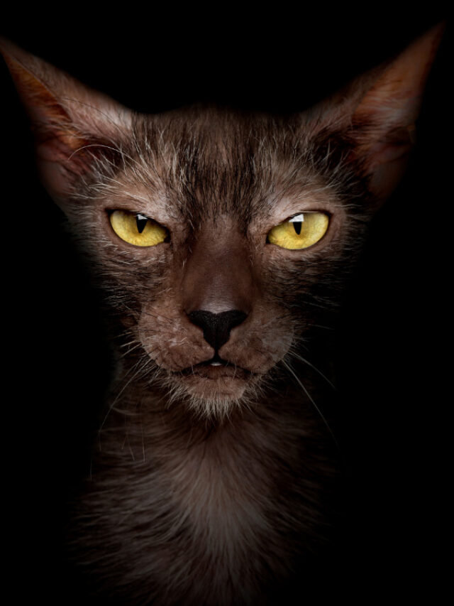 16 Things To Know About Lykoi Cat Story The Discerning Cat 4023