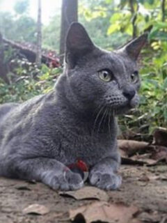cropped-raas-cat-grey-1.jpg