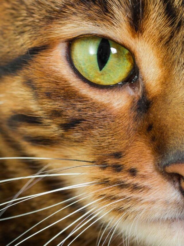 Things You Need To Know About Toyger Cat Story The Discerning Cat