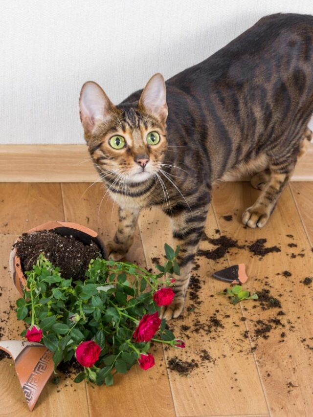 How to Keep Cats Away From Plants Story The Discerning Cat