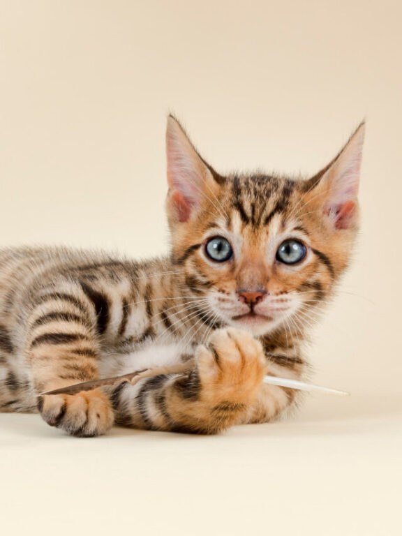 How Long Can You Leave a Cat Alone? (2022) Everything you Need to Know