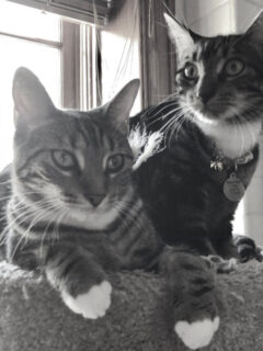 cropped-two-sokoke-cats-black-and-white.jpg