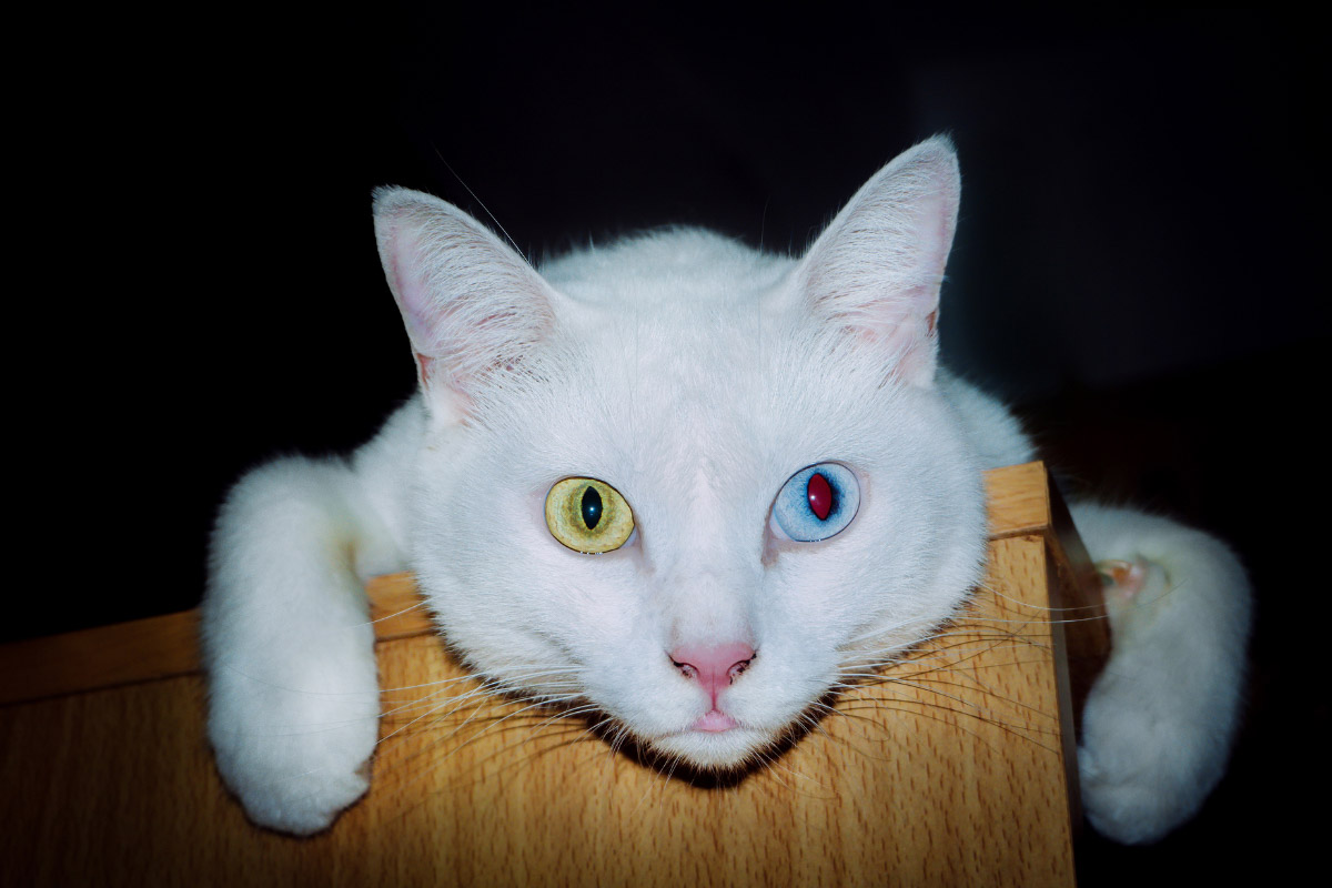Why Do Cats Stare at Walls? (2022) 6 Reasons 7 White Khao Manee cat with different color eyes.