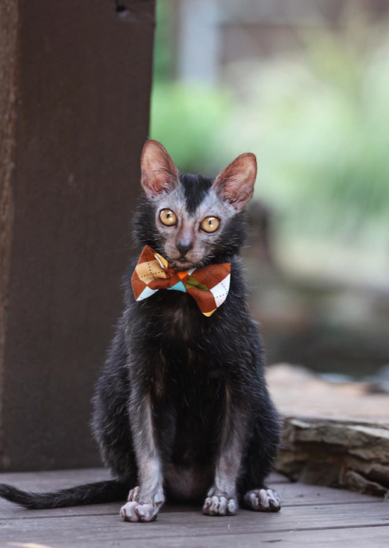 Lykoi Cat (2022) I 16 Things to Know About The Werewolf Cat 3 lykoi cat with bowtie