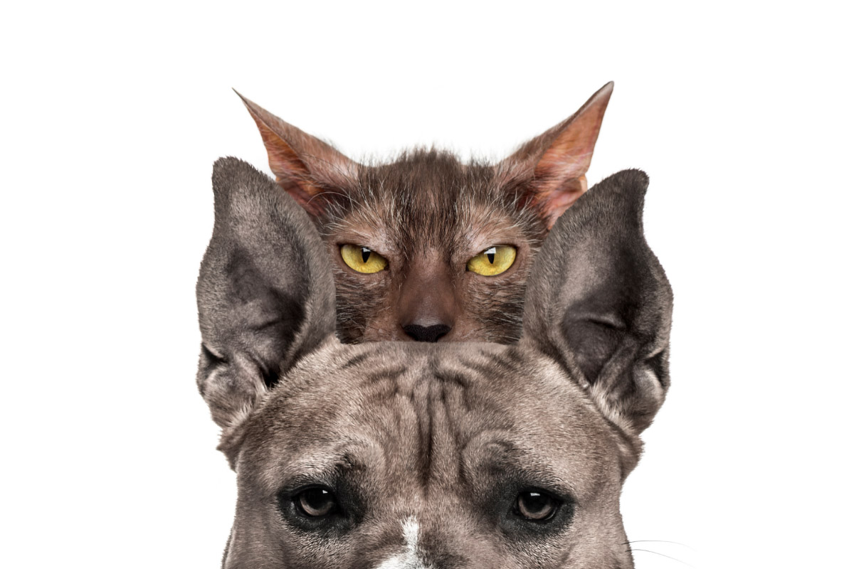 Lykoi Cat (2022) I 16 Things to Know About The Werewolf Cat 2 lykoi cat with bull mastiff