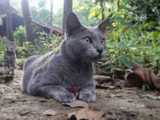 raas cat grey 1