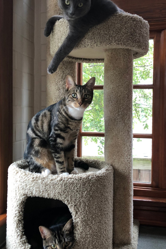 Cats on an indoor cat tree.