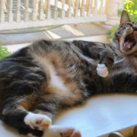sokoke cat yawning