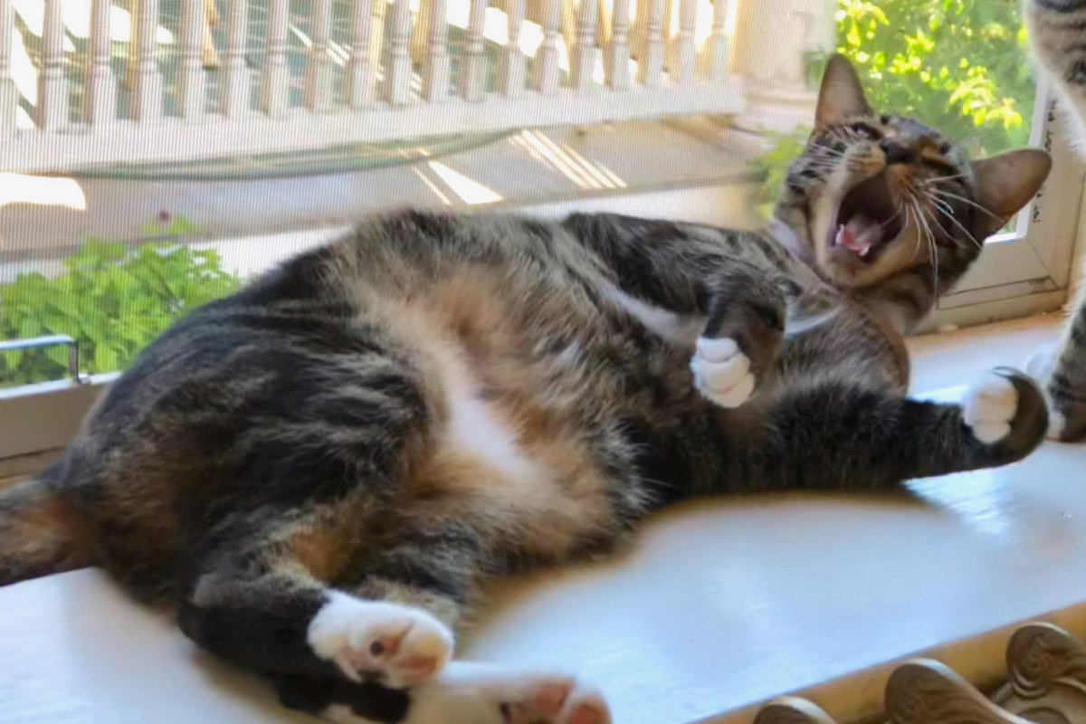 sokoke cat yawning