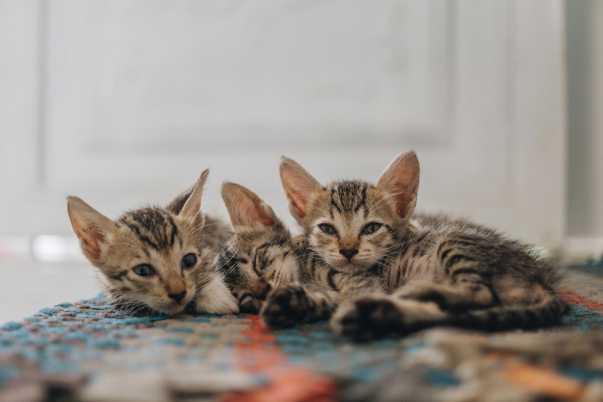 Sokoke kittens lying down together on a matt.