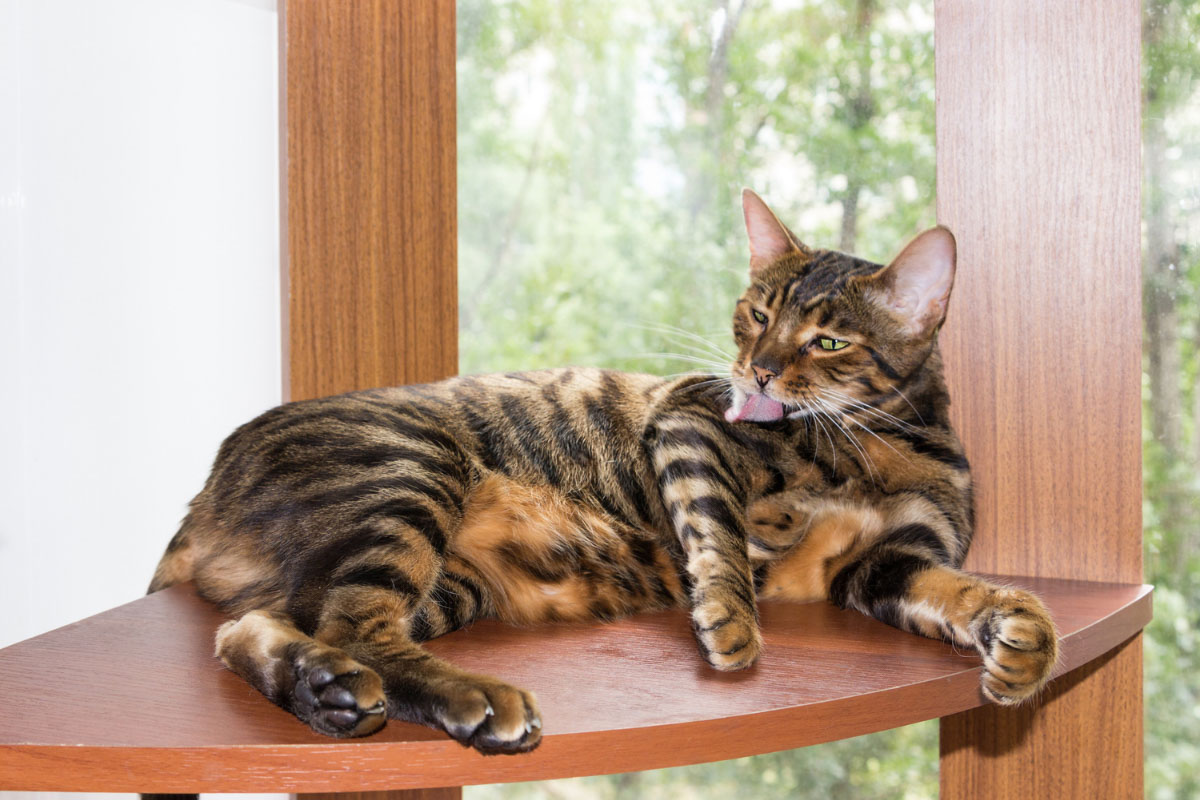 toyger cat licking itself