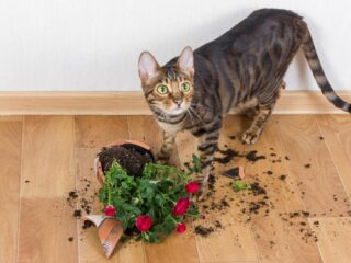 toyger cat with spilt plant