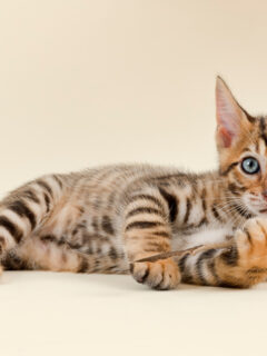 Toyger kitten laying down on the floor staring at the camera.
