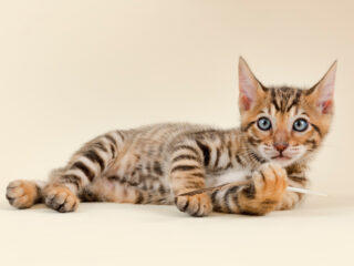 Toyger kitten laying down on the floor staring at the camera.