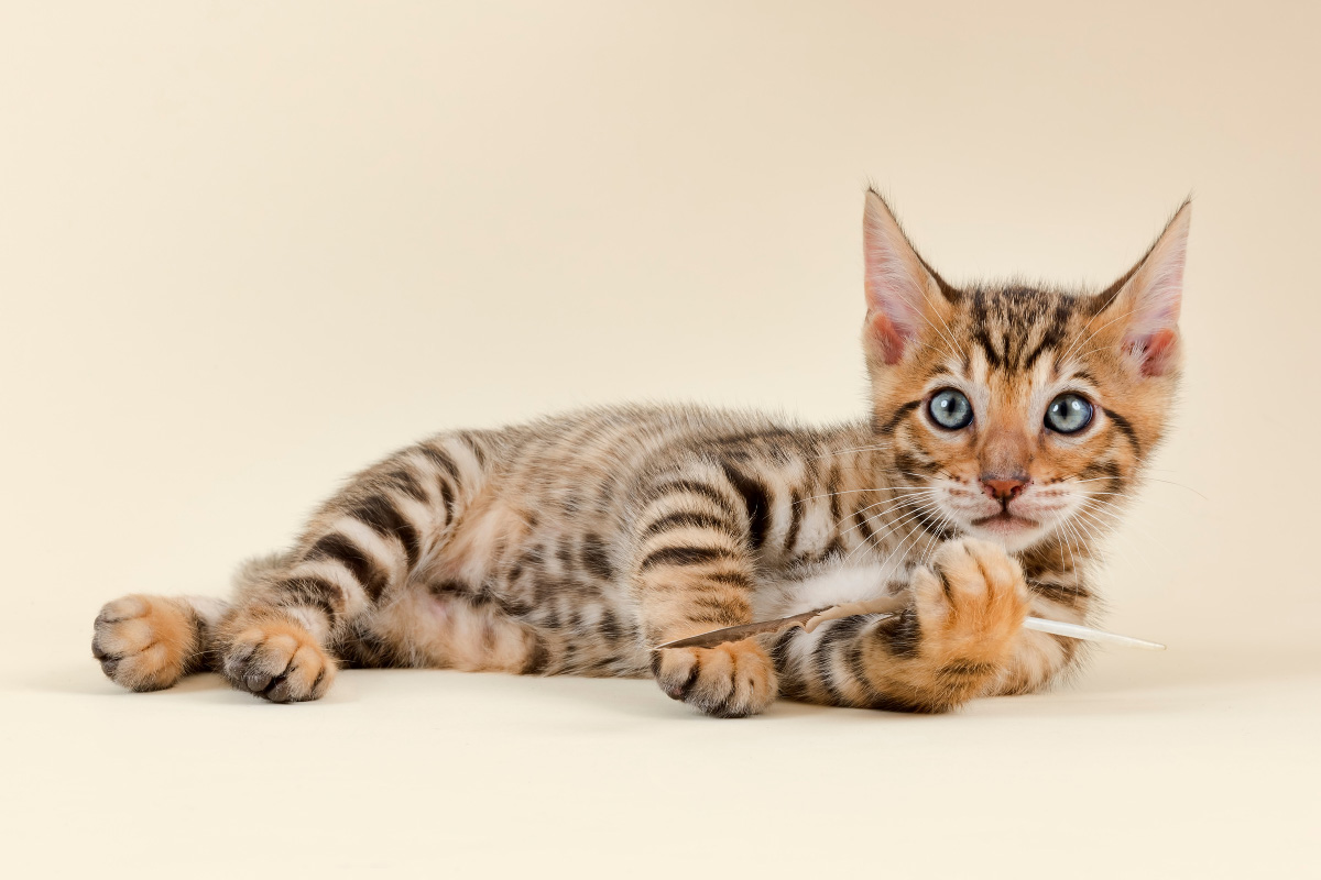 Toyger Cat 