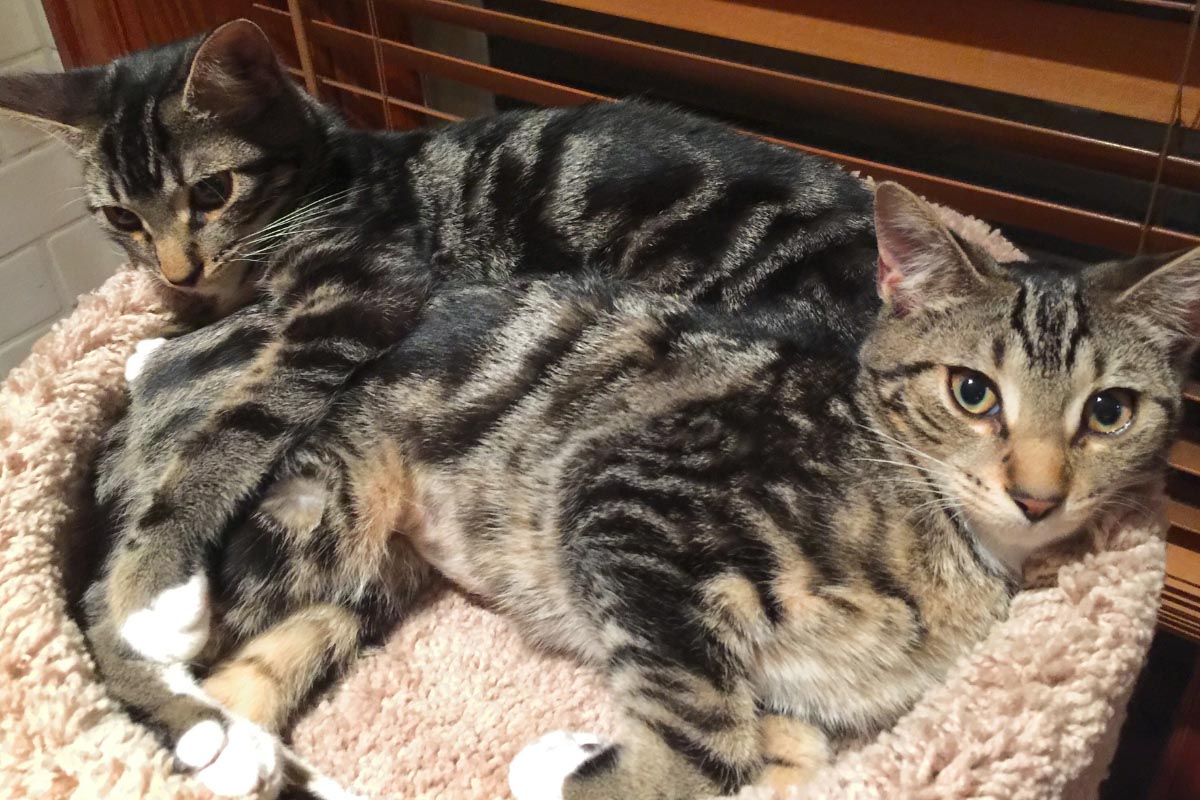 two sokoke cats