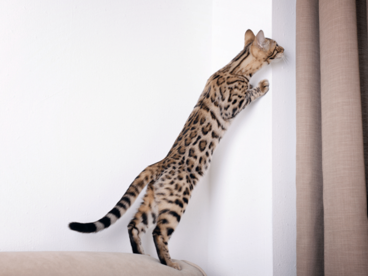 How Long Do Cats Grow? | Working Out Your Cat’s Full Size