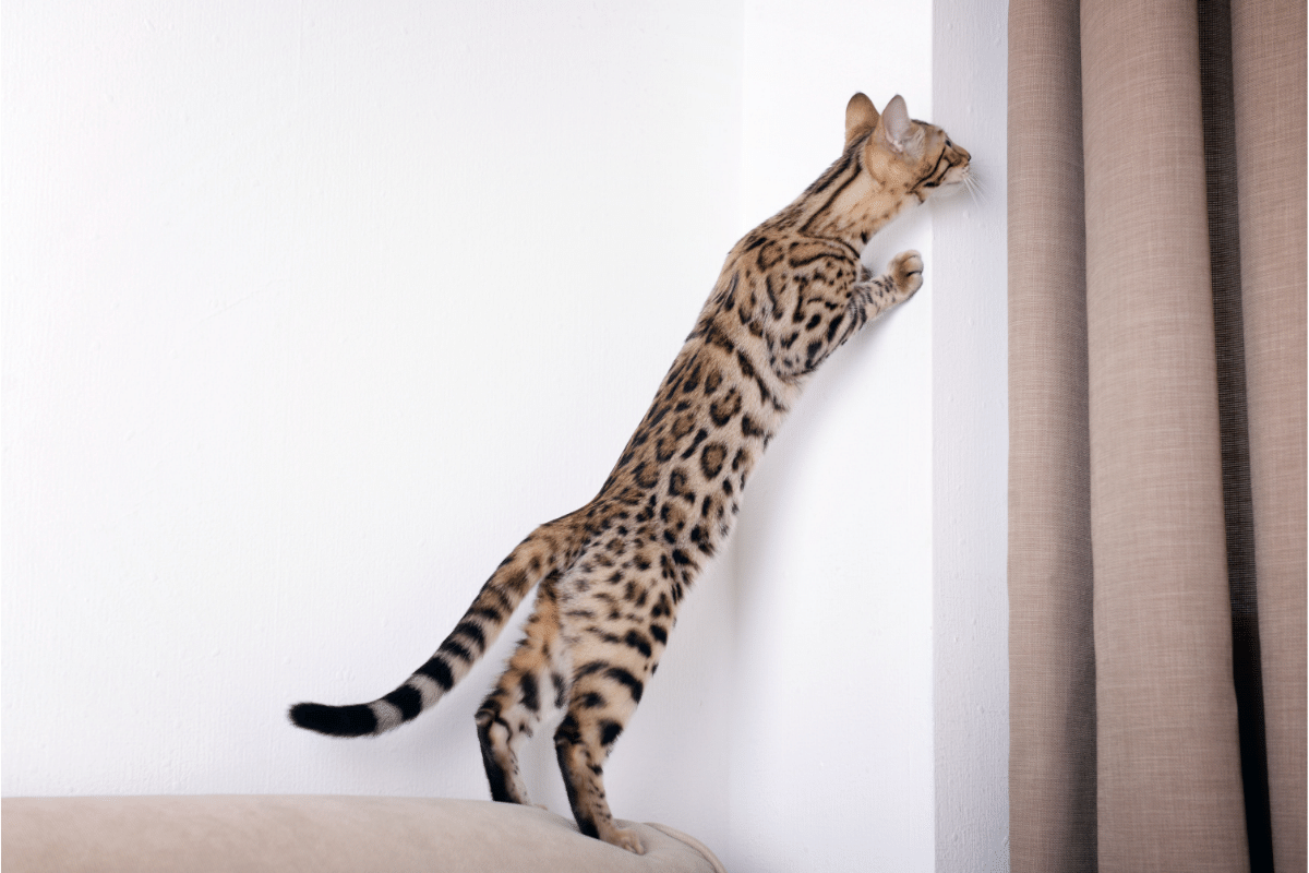 bengal cat standing up