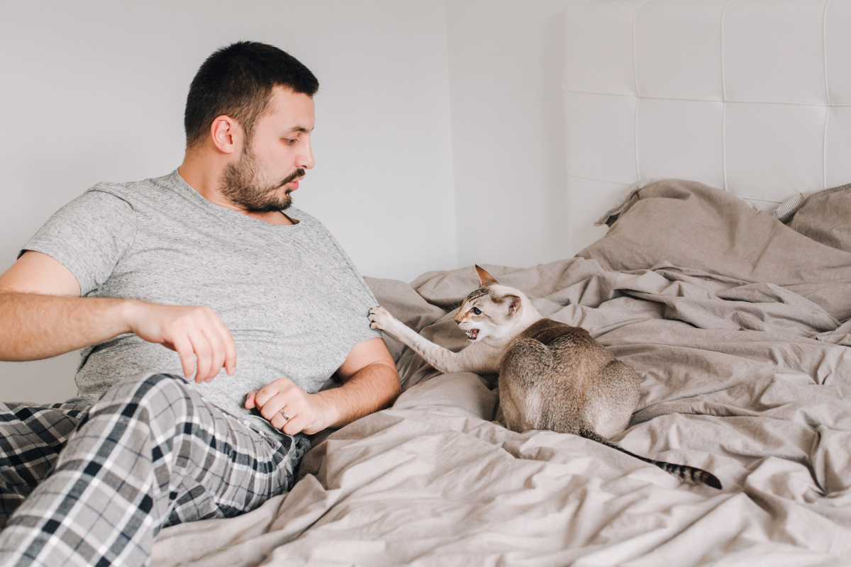 Angry cat scratches man sitting on the bed.