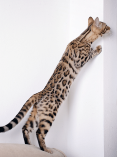 cropped-bengal-cat-standing-up.png