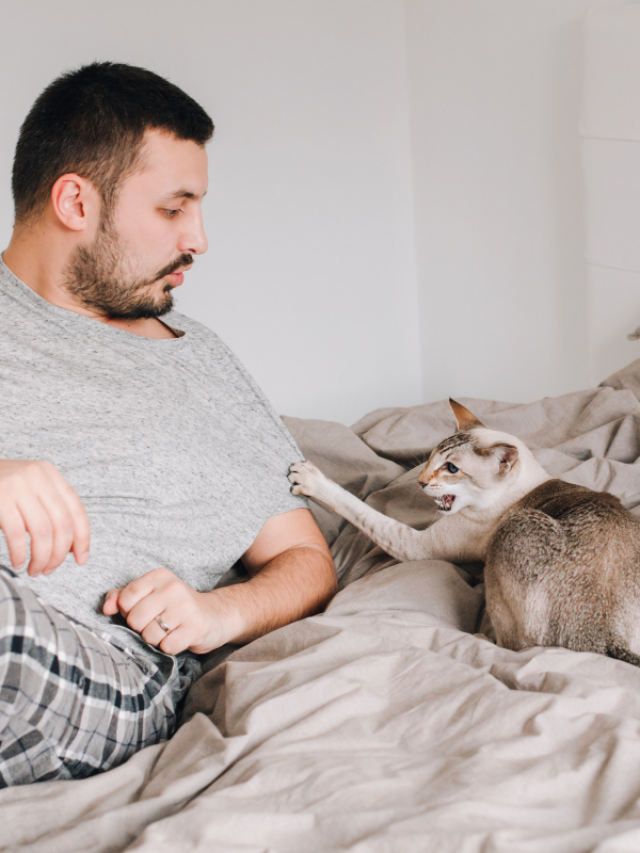 Why Does My Cat Sleep With Me and Not My Husband Story The Discerning Cat