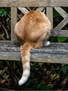cropped-ginger-cat-on-a-bench-from-behind.png