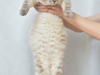 cropped-white-cat-being-held-up-1.png