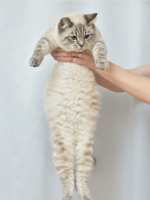 How Big Do Cats Get? Developing Your Cat’s Full Size Story