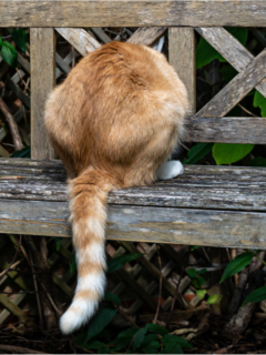 Ginger cat siting on the wooden bench from behind.