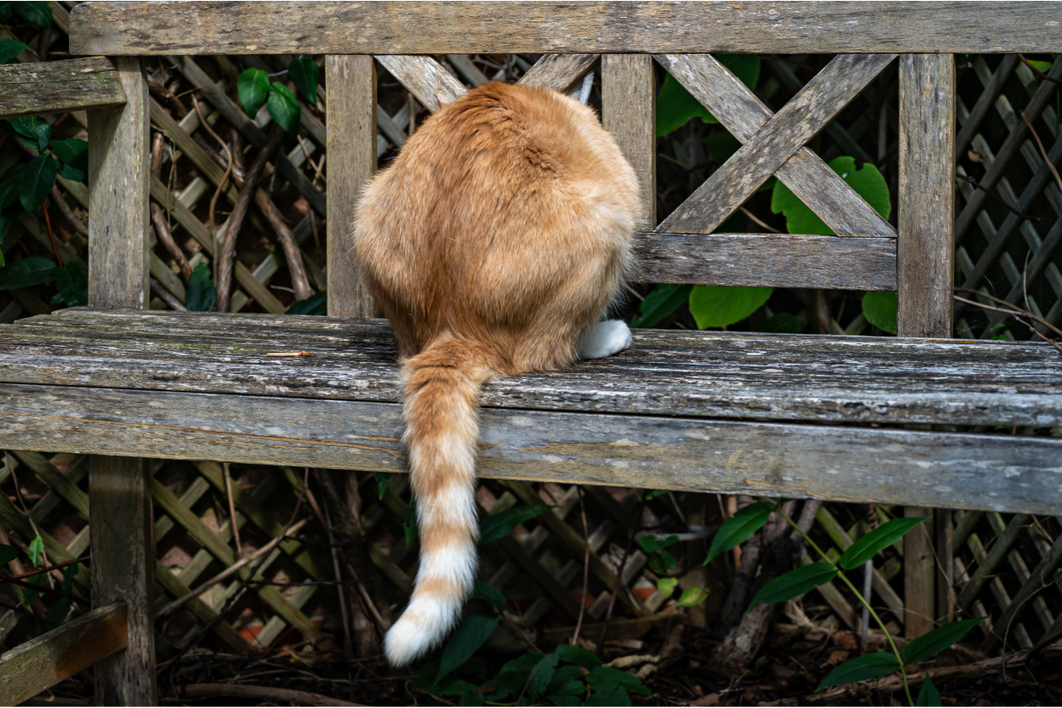 Chat roux s'asseyant sur le banc en bois par derrière.