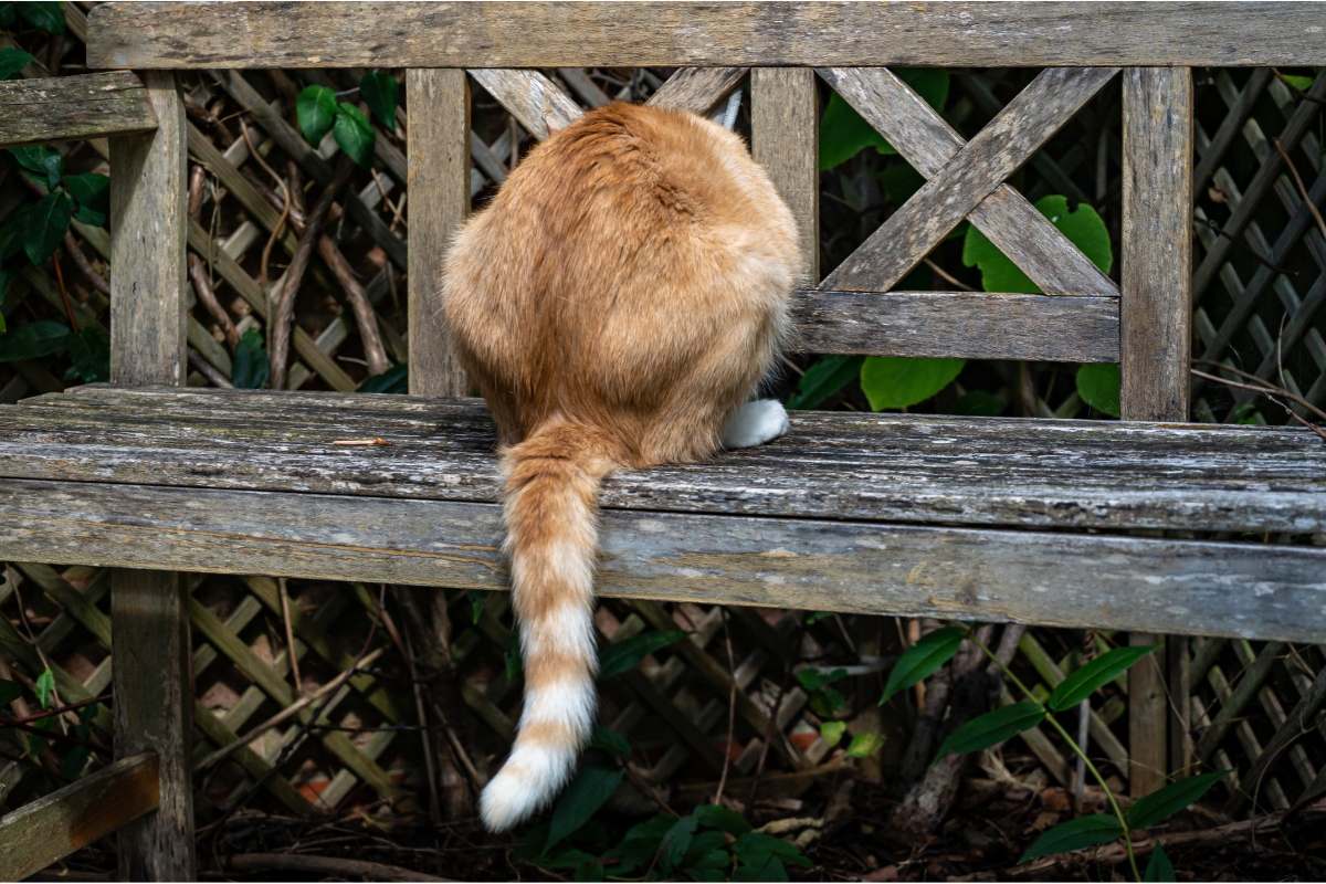 Ginger cat siting on the wooden bench from behind.