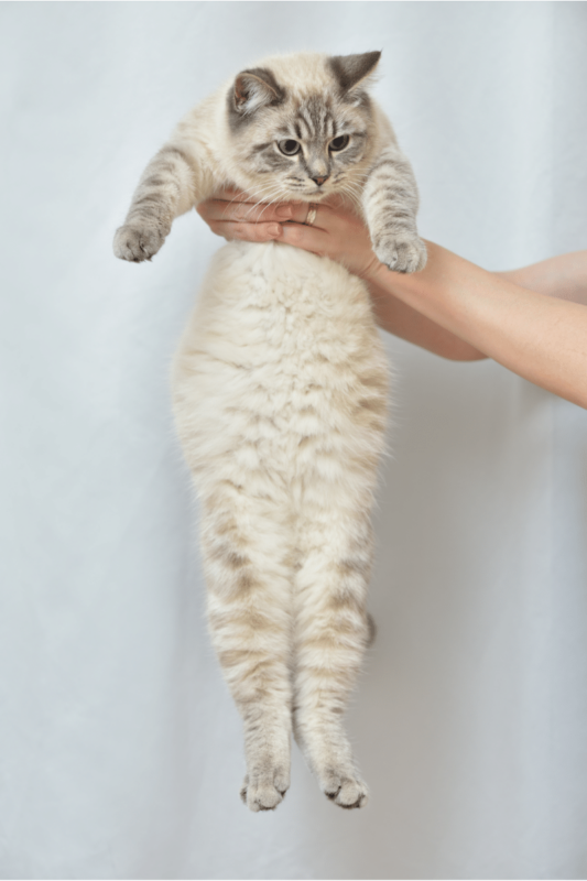 white cat being held up