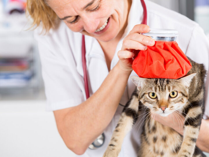 Can Cats Get Colds? What all Owners Need to Know