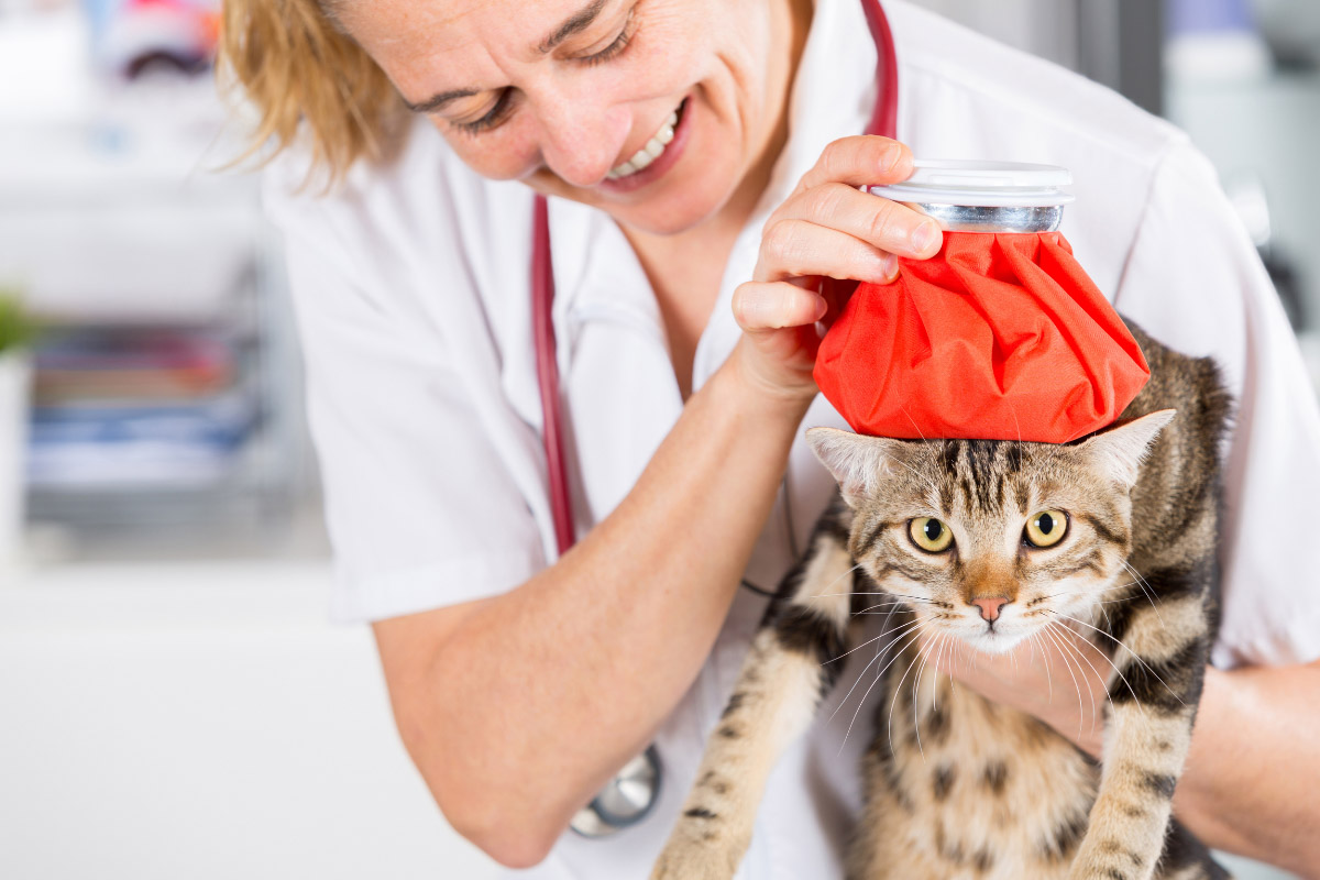 Veterinarian carrying a Bengal cat and putting an orange ice pack on its head.