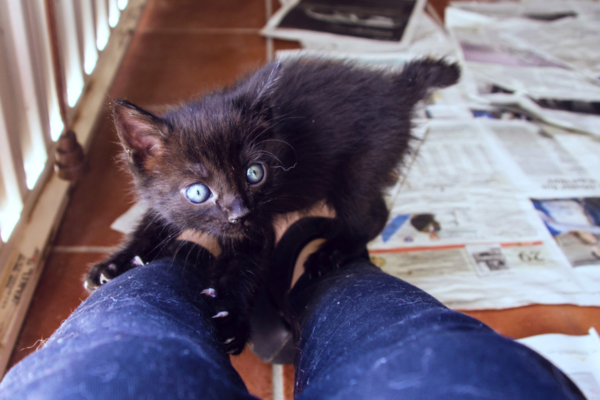 Black kitten on owners feet.