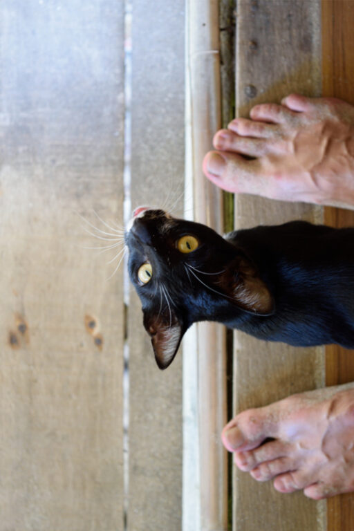 Why Does My Cat Bite My Feet? (2023) 7 Reasons for Attack I Discerning Cat