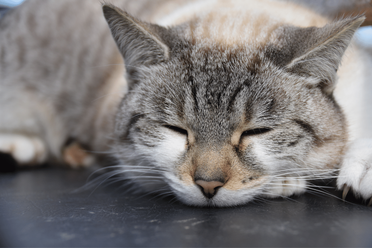 chat endormi sur le ventre