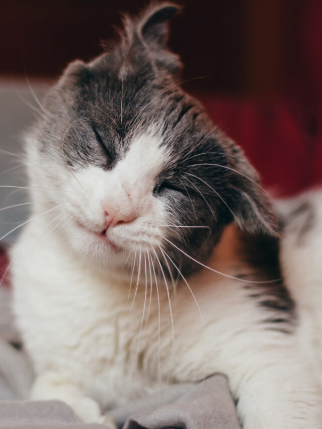 4 Reasons Why Your Cat is Shaking Story The Discerning Cat