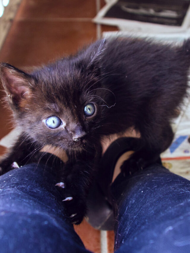 Why Does My Cat Bite My Feet? 7 Reasons Story