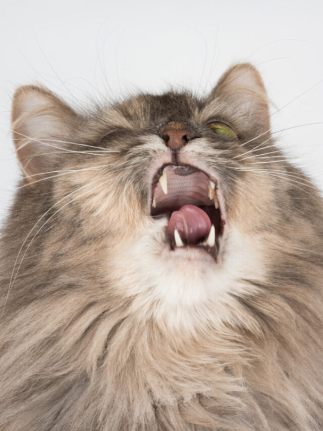 Why does my cat keep sneezing 11 potential reasons story the