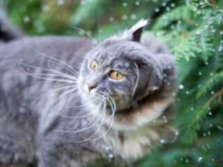 cropped-grey-cat-shaking-outside.jpg